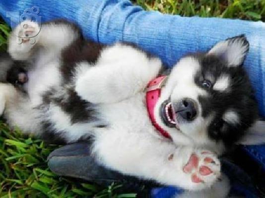 Κουτάβια Siberian Husky για δωρεάν υιοθεσία Δωρεάν