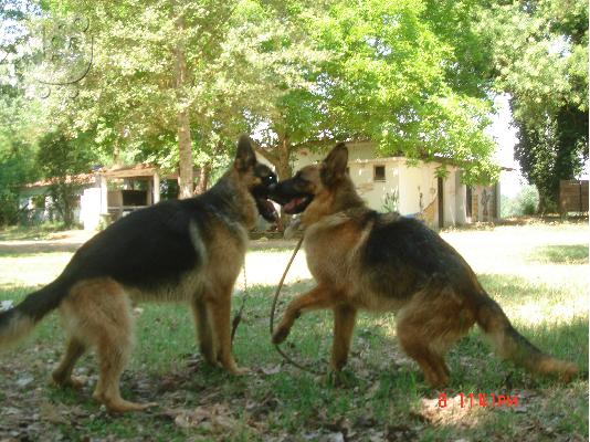GERMAN SHEPHERD female 5 months