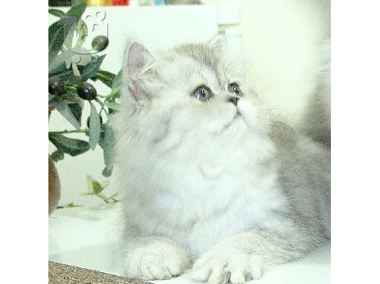 Πωλούνται καθαρόαιμα περσικά γατάκια chinchilla