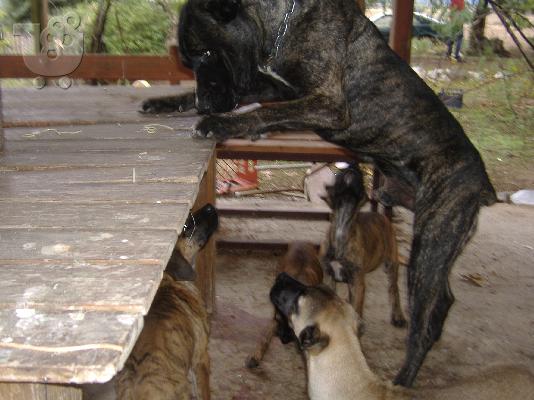 PoulaTo: bandog mastif ΜΠΑΝΤΟΓΚ