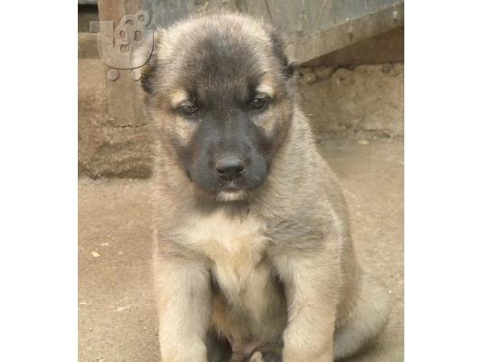 PoulaTo: Πώληση κουτάβια φυλής Kangal