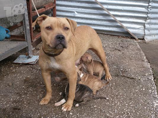 polounte american pit bull terrier. 2 thulika
