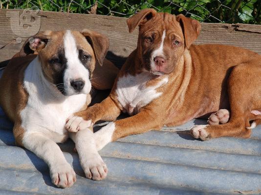 KINGSIZE PITBULLS Πίτμπουλ