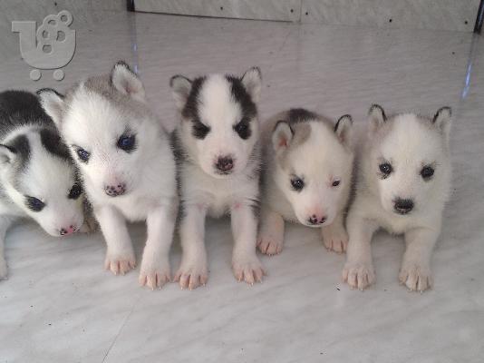 hasky