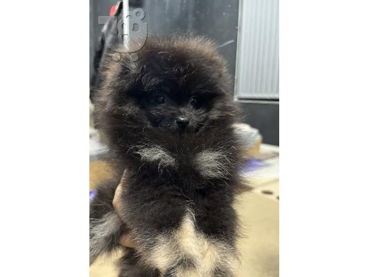 PoulaTo: Mini, tea cup pomeranian