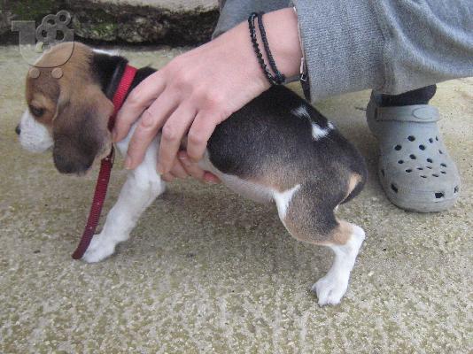 PoulaTo: πωλειται beagle