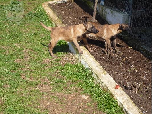 κουταβια malinois