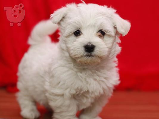 yorkshire,maltese,labrador,english bulldog,chihuahua,husky