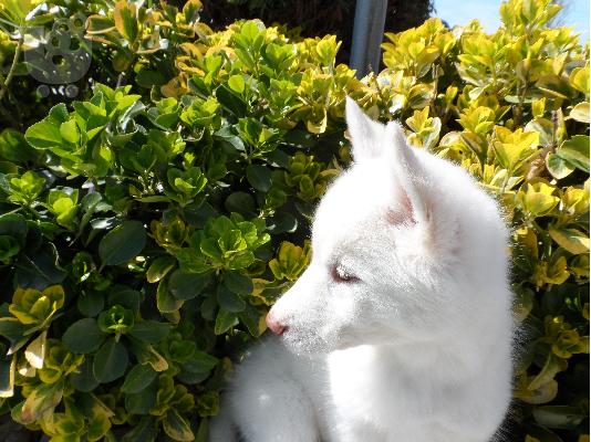 Seberian Husky     Χασκι Σιβιριανα καθαροαιμα κουταβια