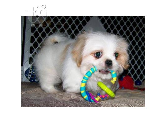 PoulaTo: Shih Tzu κουτάβι για υιοθεσία