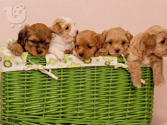 Havanese Bichon κουτάβια