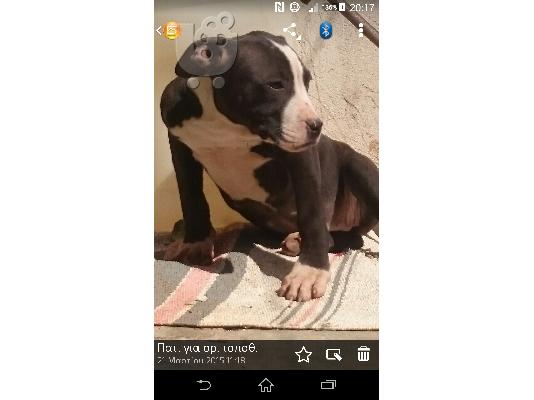 pitbull