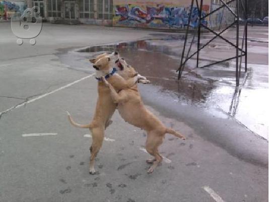 PoulaTo: Pitt bull  καθαροαιμα