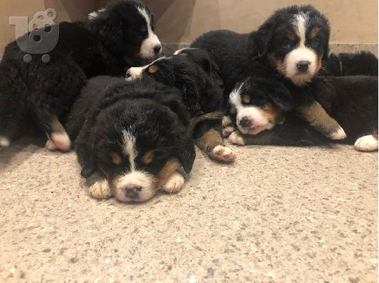 PoulaTo: Κουτάβια σκυλιών Bernese Mountain Dog