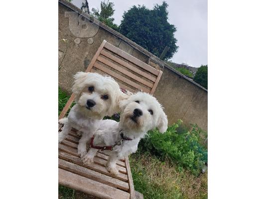 Χριστούγεννα και Πρωτοχρονιά Bichon Maltese For Rehoming