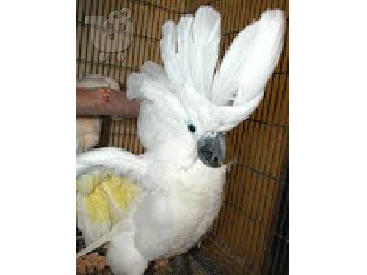 PoulaTo: ομπρέλα παπαγάλος cockatoo για € 200