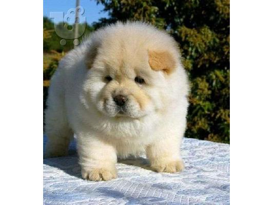 PoulaTo: chow chow