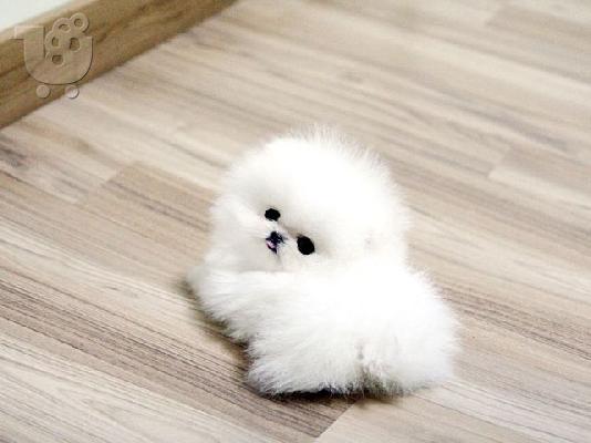 Όμορφα κουτάβια Pomeranian για καλό σπίτι