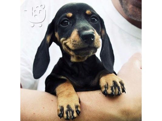 Όμορφα κουτάβια Dachshund