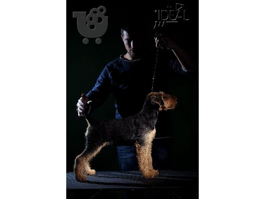 Airedale terrier top quality puppies