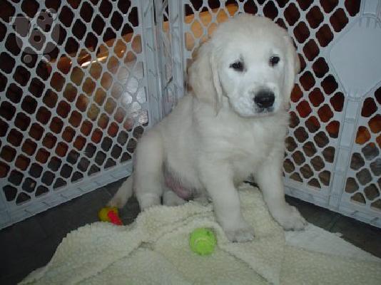 LABRADOR PUPPIES