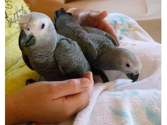 PoulaTo: Na voljo 3 ročno vzgojeni otroški afriški