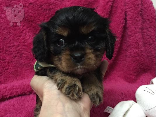 Cavalier King Charles Puppies