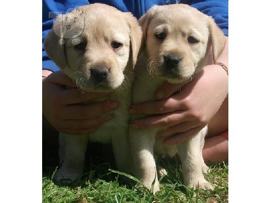 PoulaTo: κουτάβι Labrador retriever