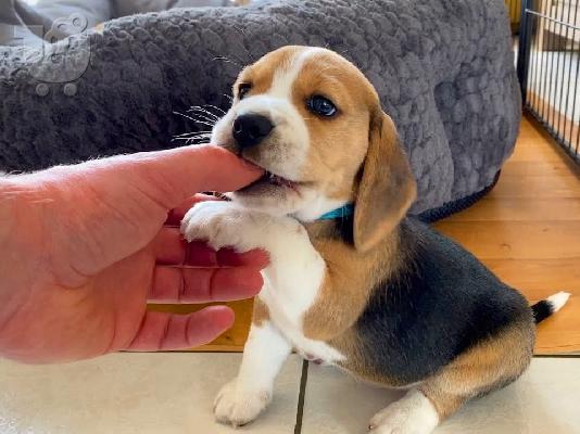 PoulaTo: Beagle