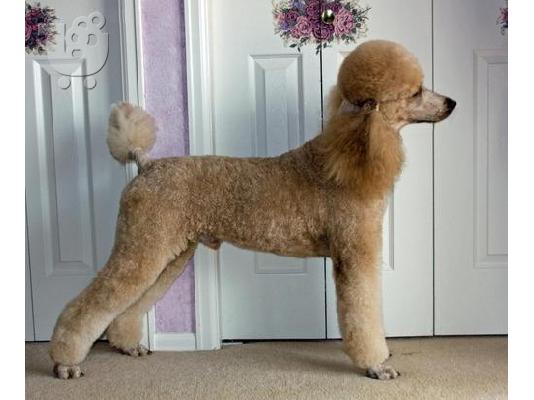 Ο ιδρώτας όμορφο Standard Poodle κουτάβια προς πώληση. 