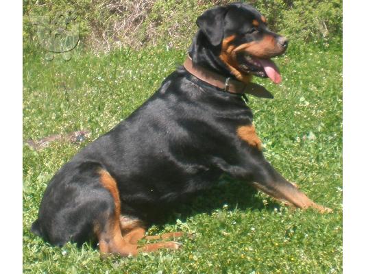 Rottweiler