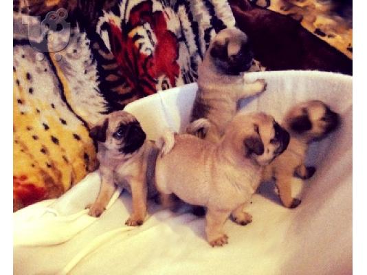 PoulaTo: pugs puppies for rehoming