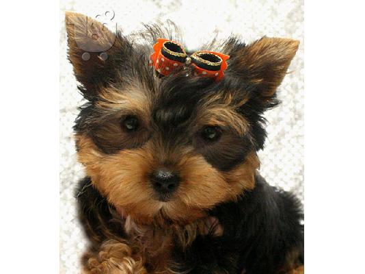 Σούπερ αξιολάτρευτο Yorkie κουτάβια