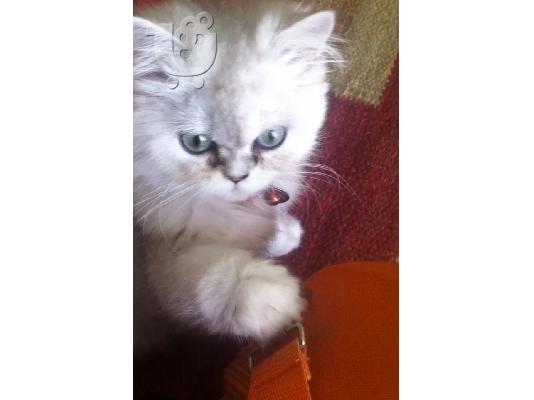 PoulaTo: Γατακι Περσιας chinchilla