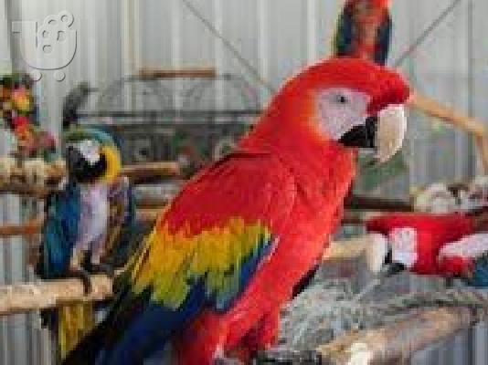 PoulaTo: scarlet παπαγάλος macaw για 200 €