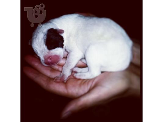 Καθαροαιμα Dogo Argentino