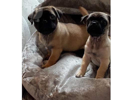 Από ένα σκουπίδια 5 pug υγείας kg reg, έχω 2 διαθέσιμα