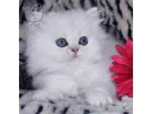 PoulaTo: (PERSIAN (ΠΕΡΣΙΚΑ ΓΑΤΑΚΙΑ )) Περσική (Persian)