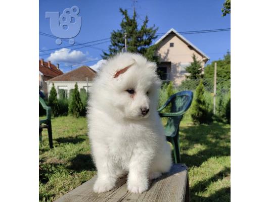 Σιβηρικά κουτάβια samoyed