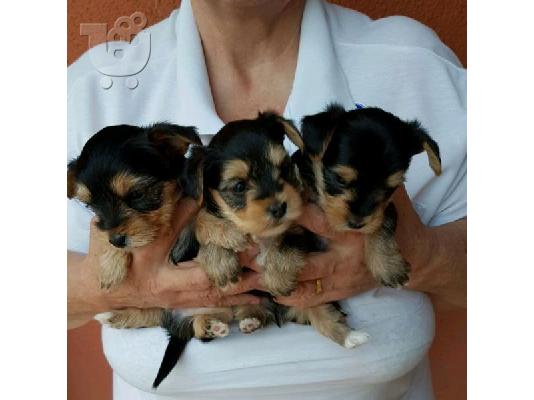 PoulaTo: Yorkshire terrier κουτάβια