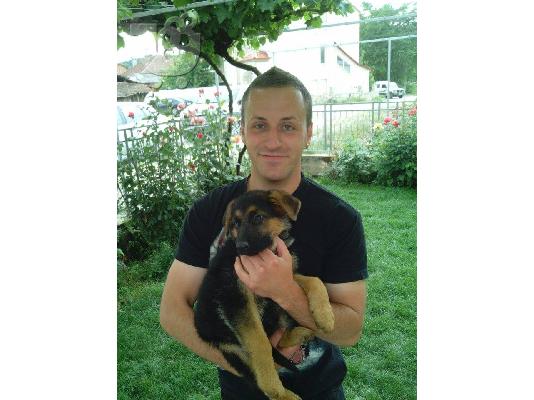 German Shepherd καθαροαιμα Αθηνα-Θεσσαλονικη-Νησια dogsmania.gr...