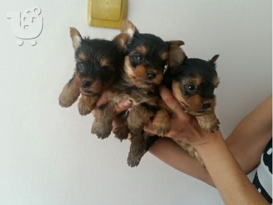 PoulaTo: Yorkshire Terrier καθαροαιμα  6979314054  ΡΟΔΟΣ