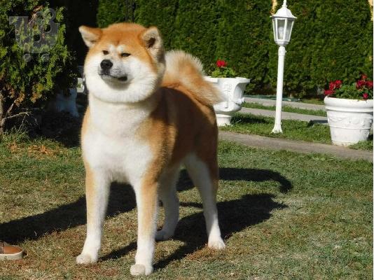 Ιαπωνικά κουτάβια akita