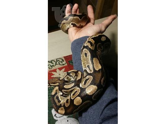 Πύθωνας (ball python)