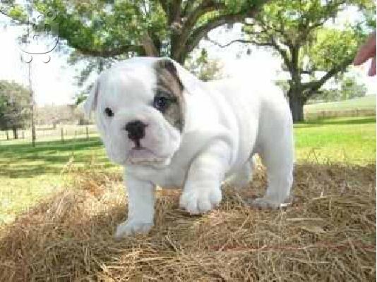 PoulaTo: English Bulldog ΑΓΓΛΙΚΑ ΜΠΟΥΛΤΟΝΓΚ 