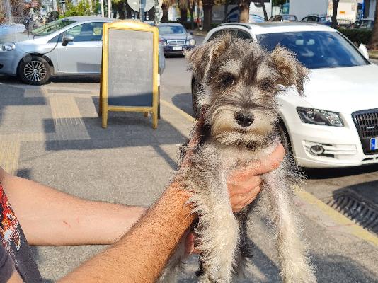 Διακόσμηση Έπιπλα Εξωτερικού χώρου Αίγινα Διακόσμηση Έπιπλα κήπου Αίγινα Διακόσμηση Έπιπλα...