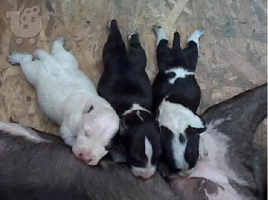PoulaTo: miniature bull terrier μπουλ τεριε :