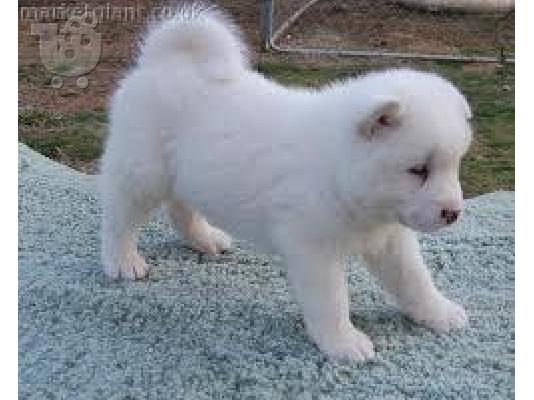 PoulaTo: akita inu λευκο