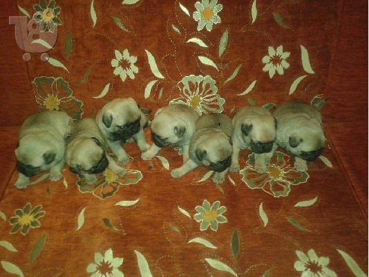 pug puppies