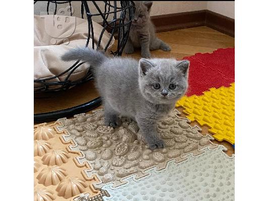 PoulaTo: adorable kittens for adoption